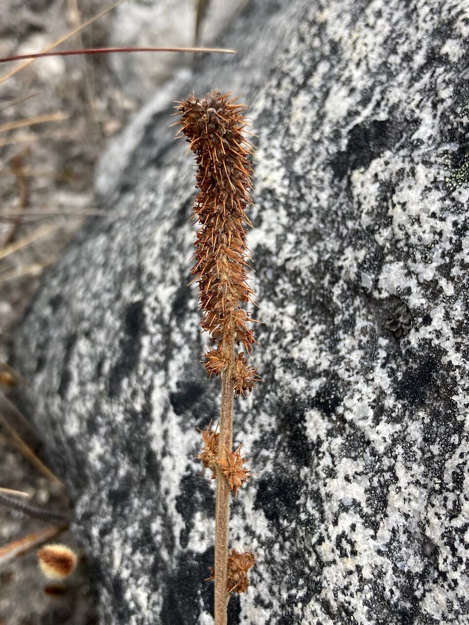 Acaena cylindristachya flower