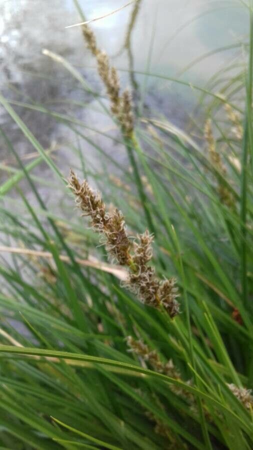 Carex paniculata fruit