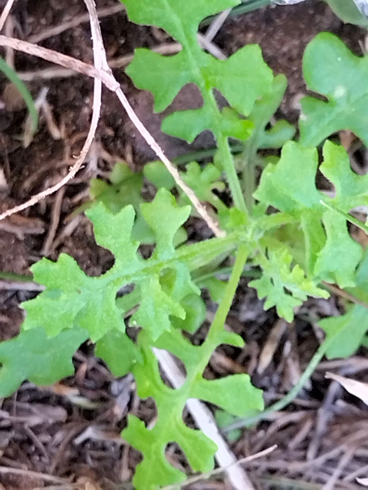Senecio elegans — search result for 'Senecio'