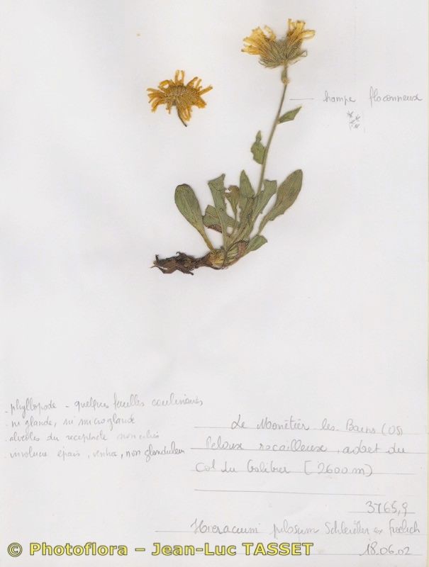 Hieracium glaucopsis — houseplant care guide