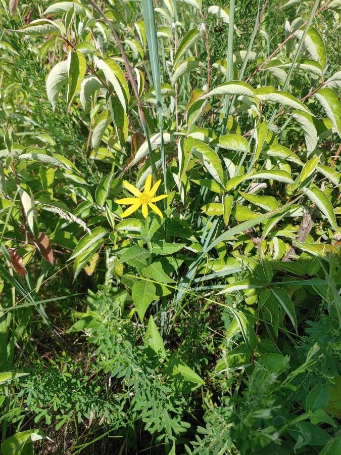 Verbesina helianthoides habit