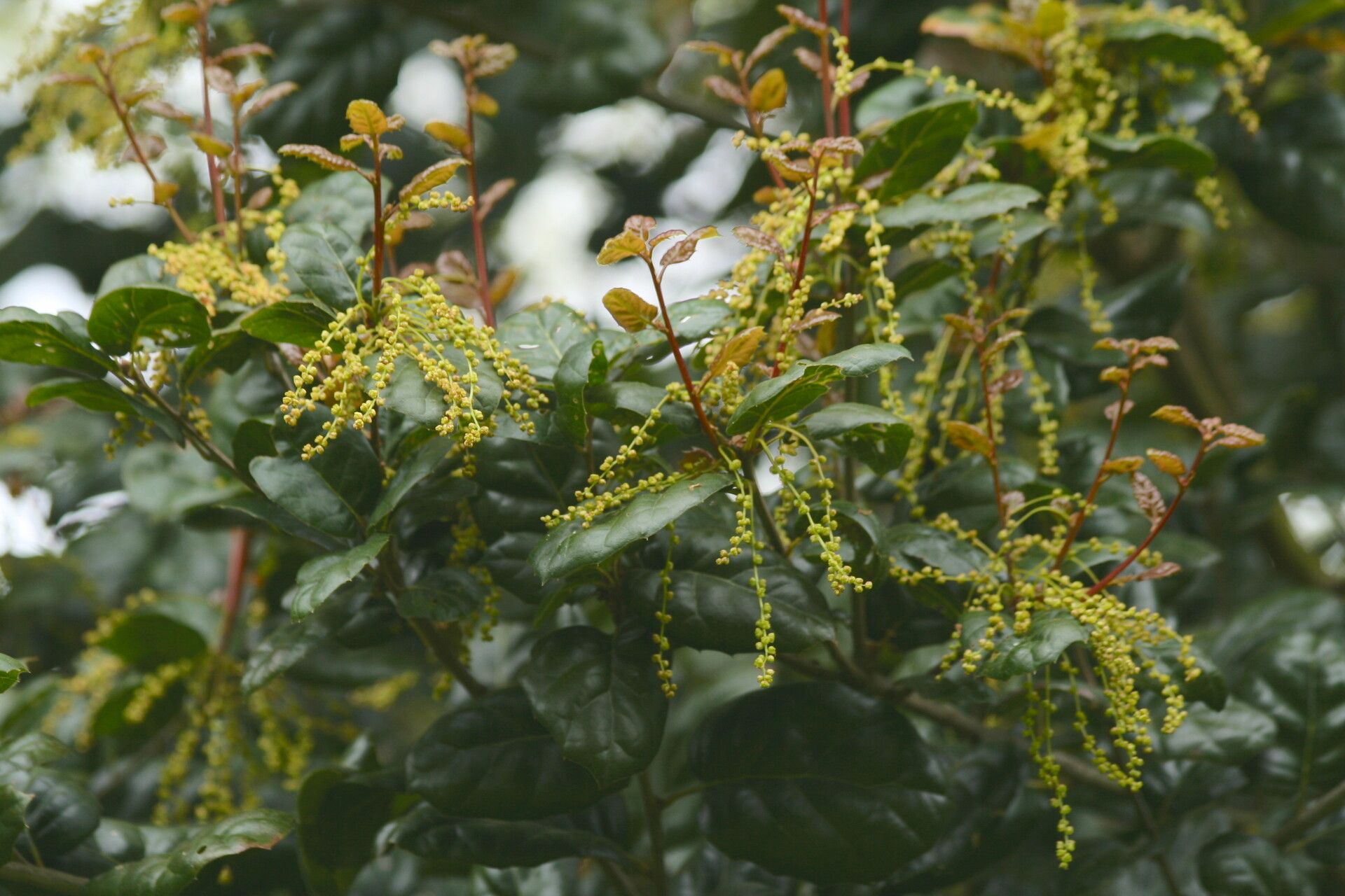 Quercus agrifolia flower