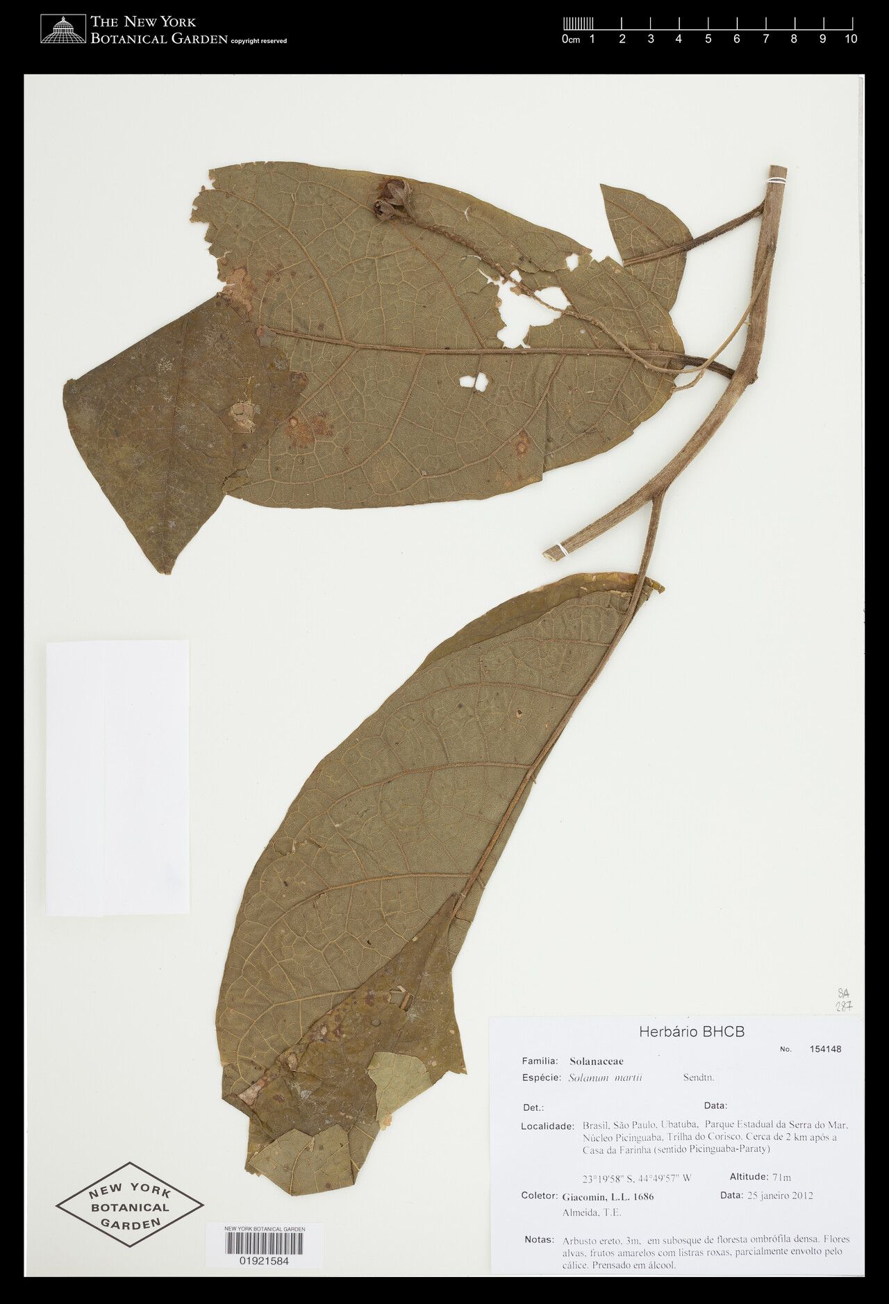 Solanum martii — houseplant care guide