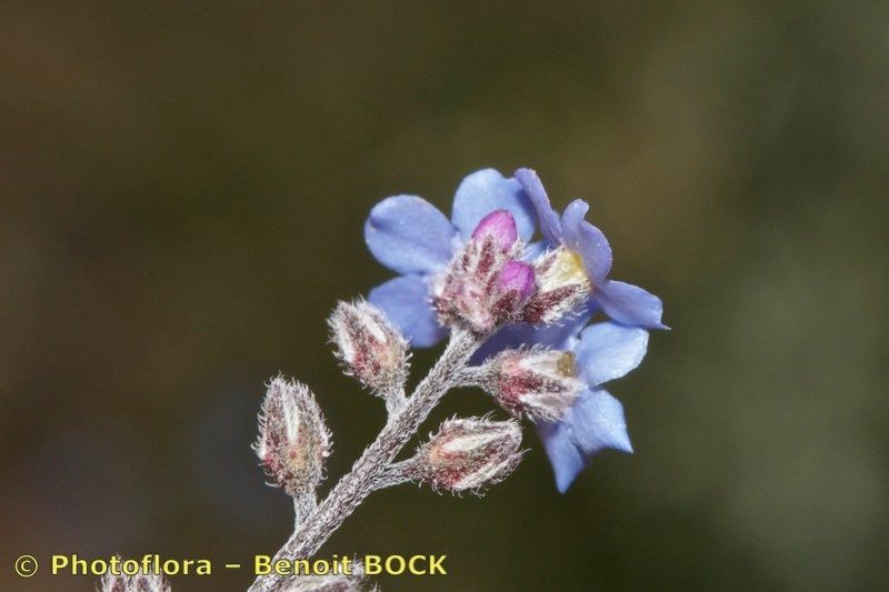 Myosotis atlantica — houseplant care guide