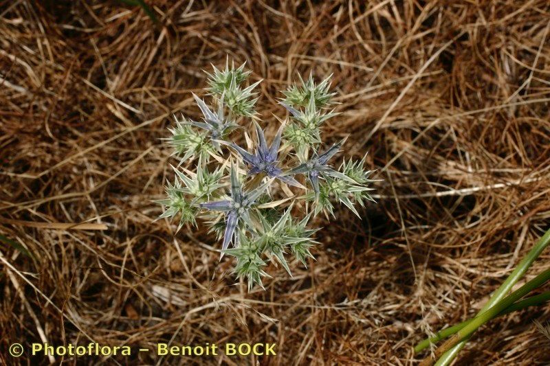 Eryngium galioides other