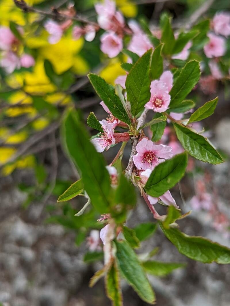 Prunus incana — search result for 'Armenia'