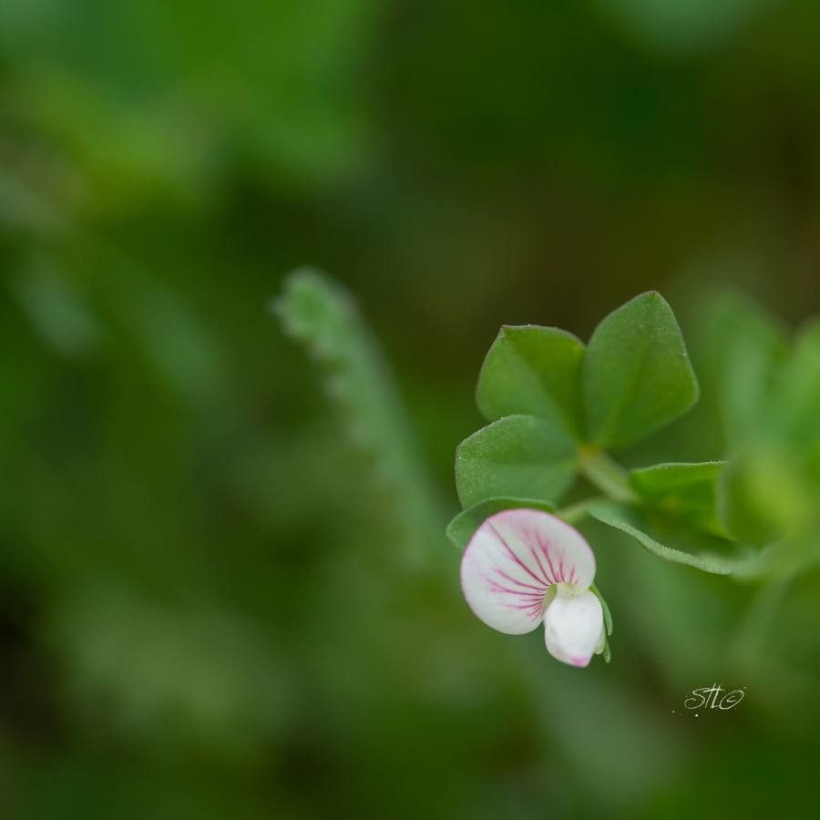 Lotus conimbricensis flower