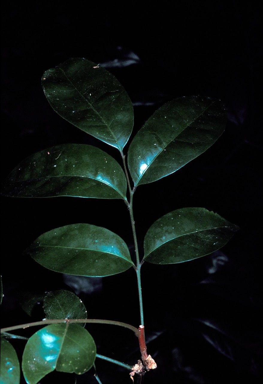 Glycosmis macrocarpa — related species from the same genus