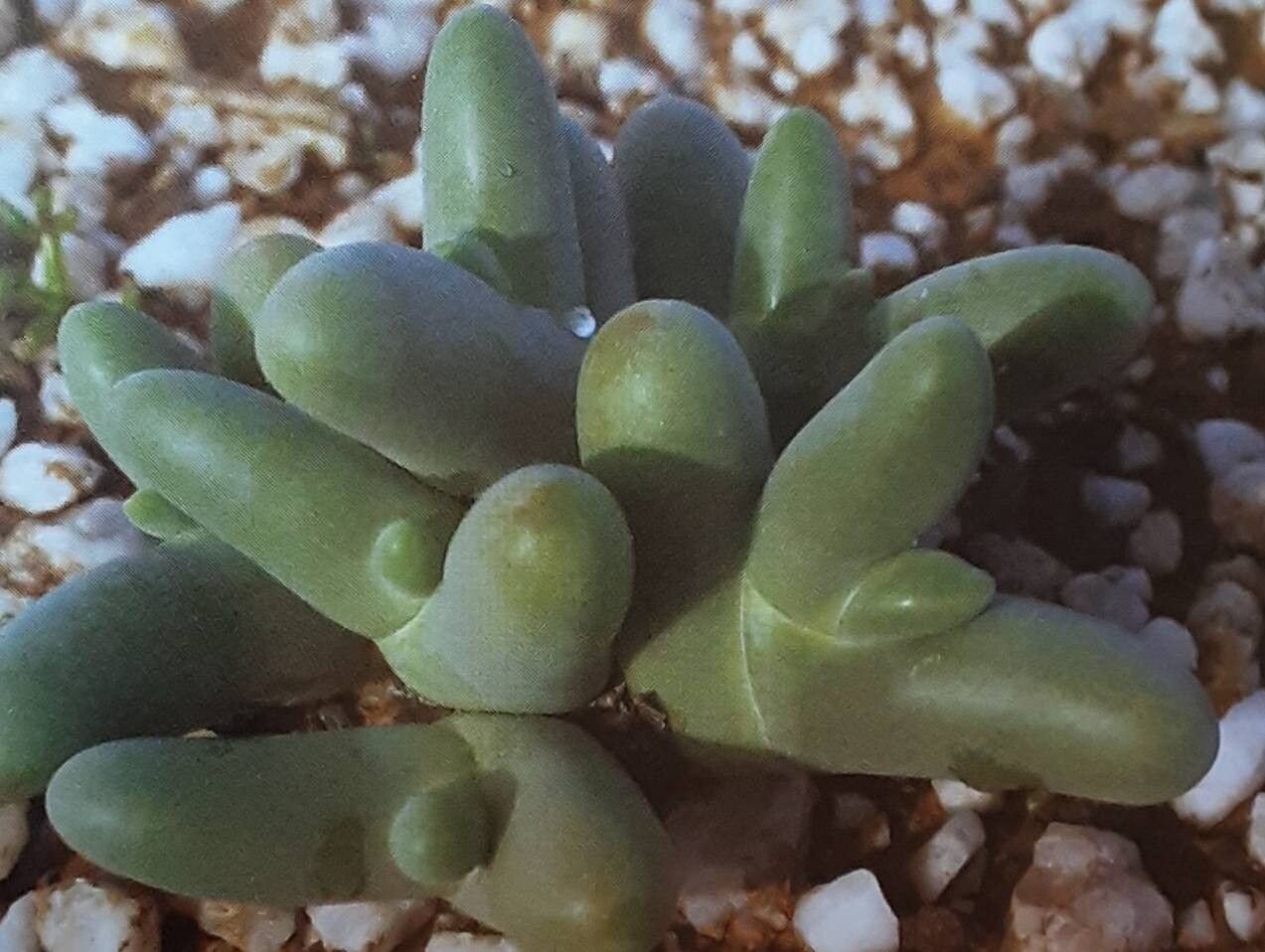 Mesembryanthemum digitatum leaf