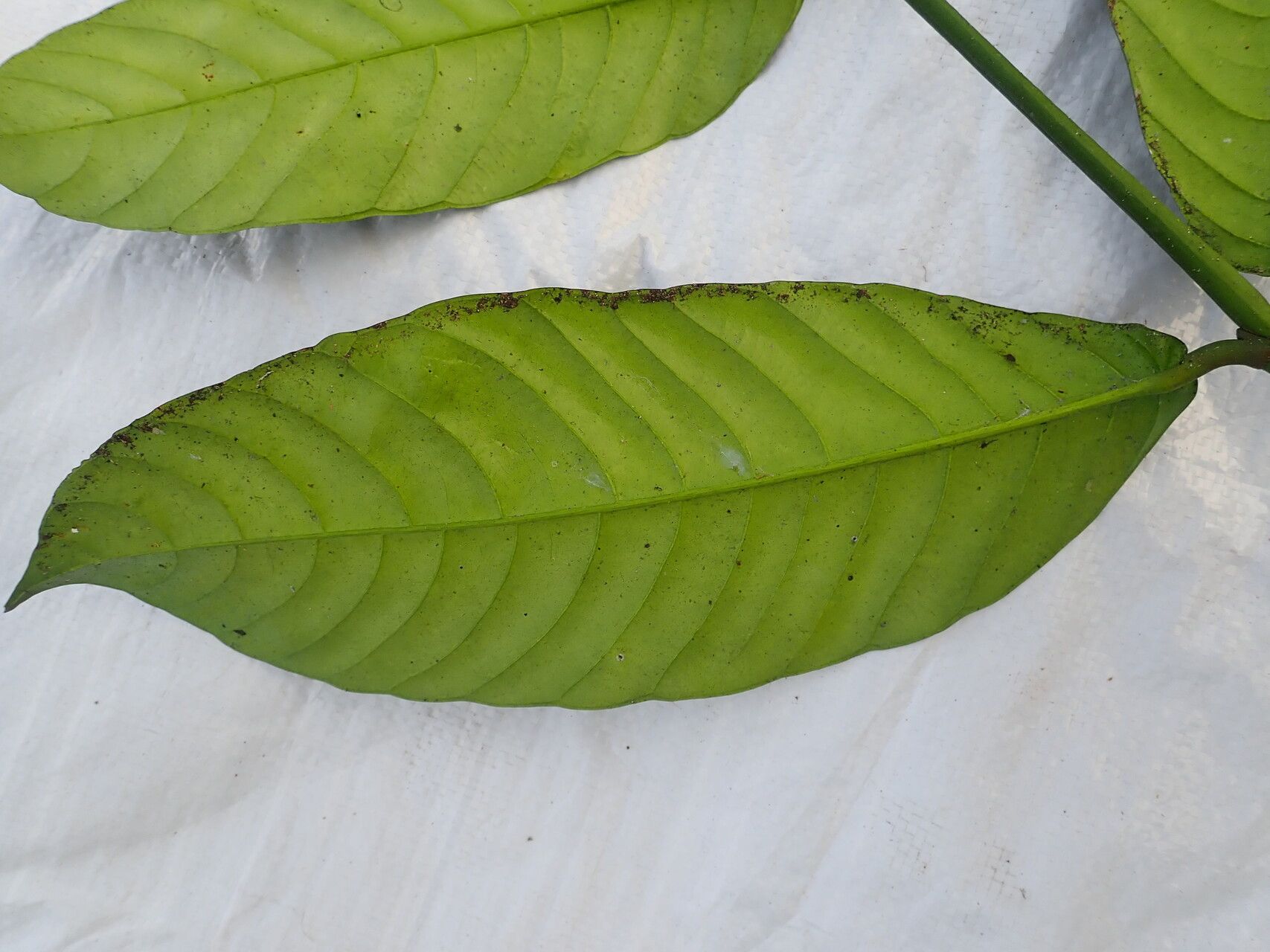 Garcinia lucida — houseplant care guide