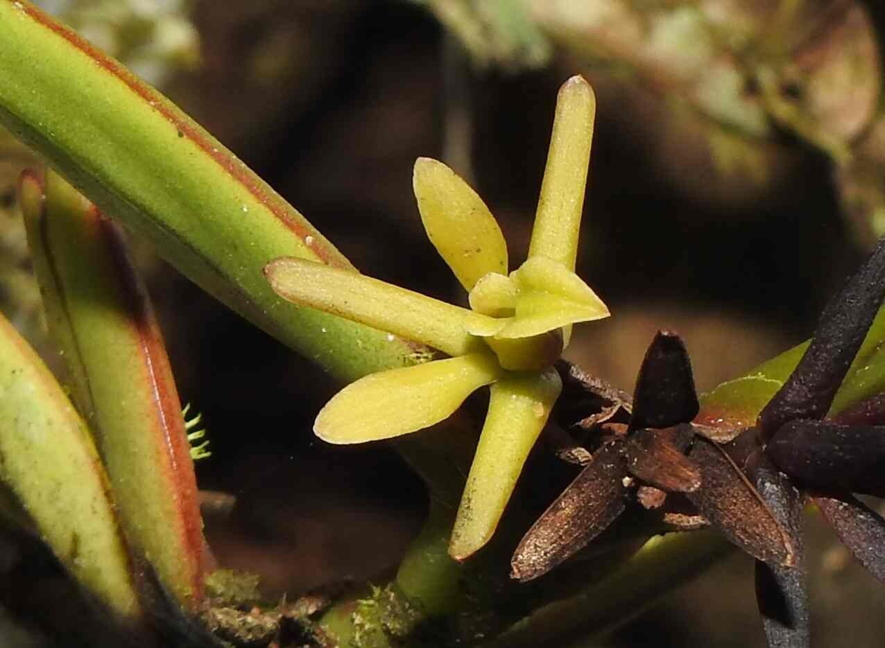 Epidendrum sculptum flower