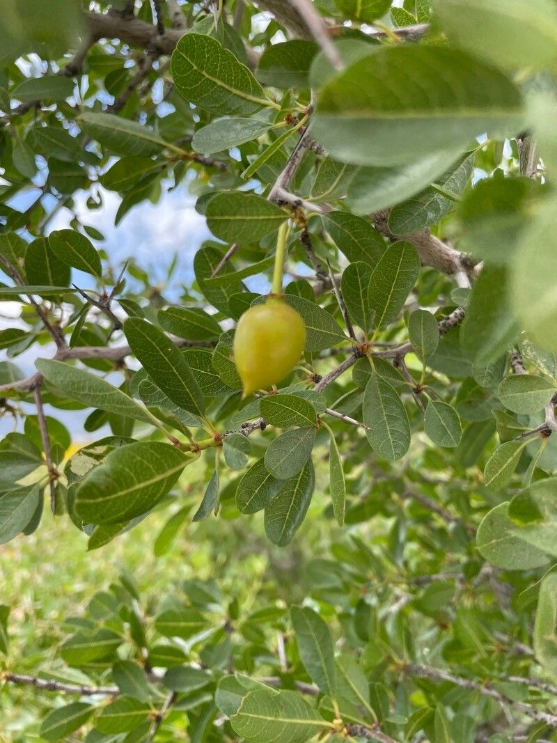 Sideroxylon reclinatum fruit