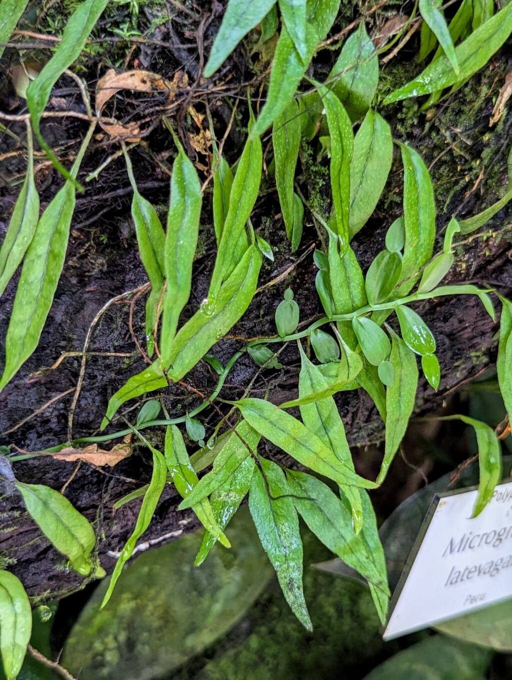 Microgramma latevagans — related species from the same genus