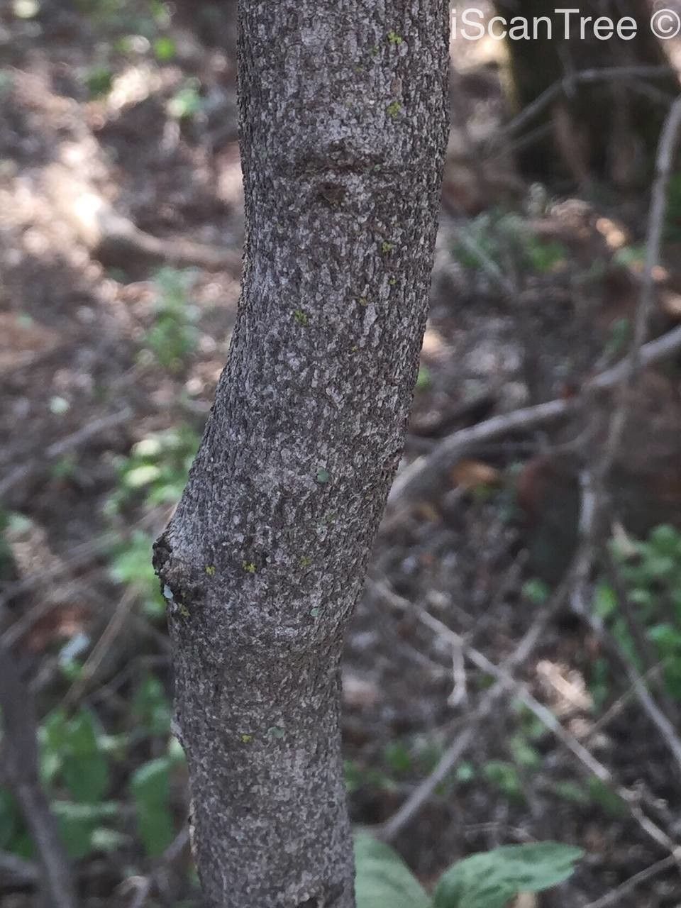 Vangueria parvifolia bark