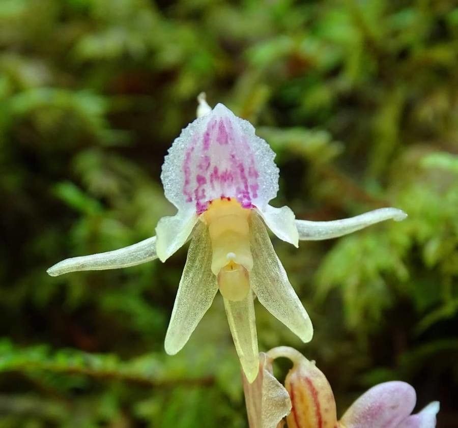 Epipogium aphyllum flower