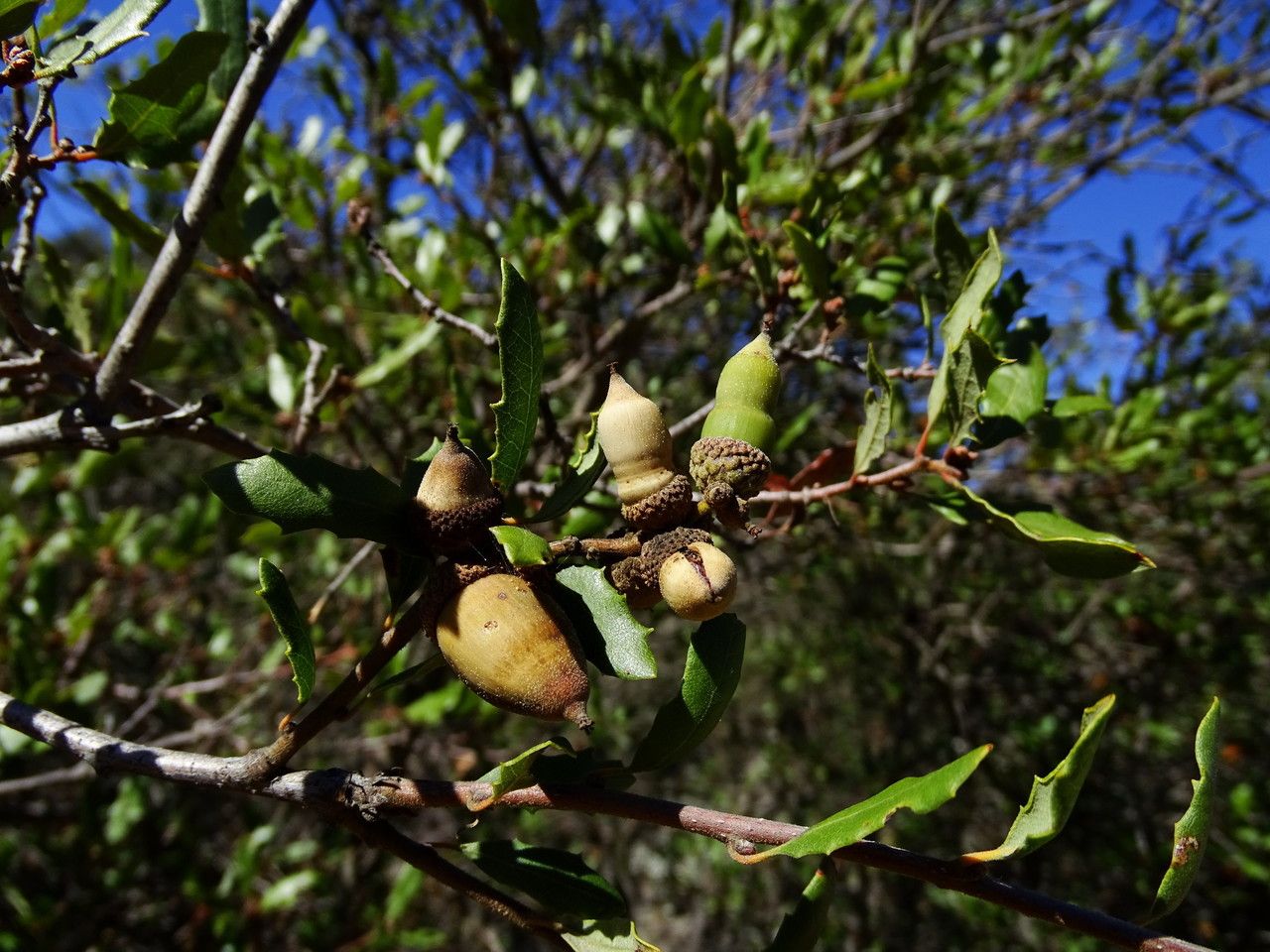 Quercus berberidifolia fruit