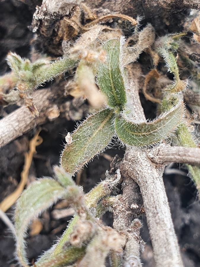 Ruellia linearibracteolata — search result for 'Ruellia'