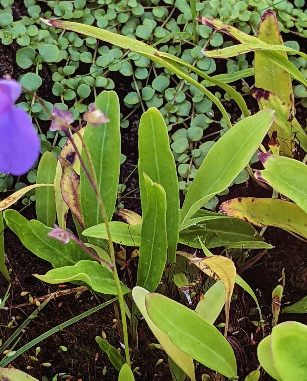 Utricularia longifolia — search result for 'Utricularia'