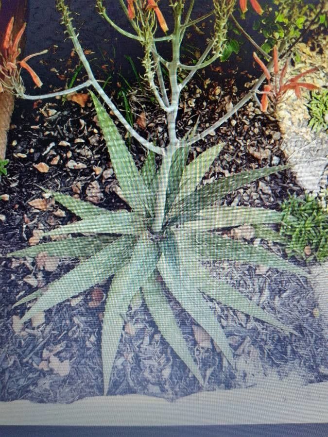 Manfreda variegata leaf