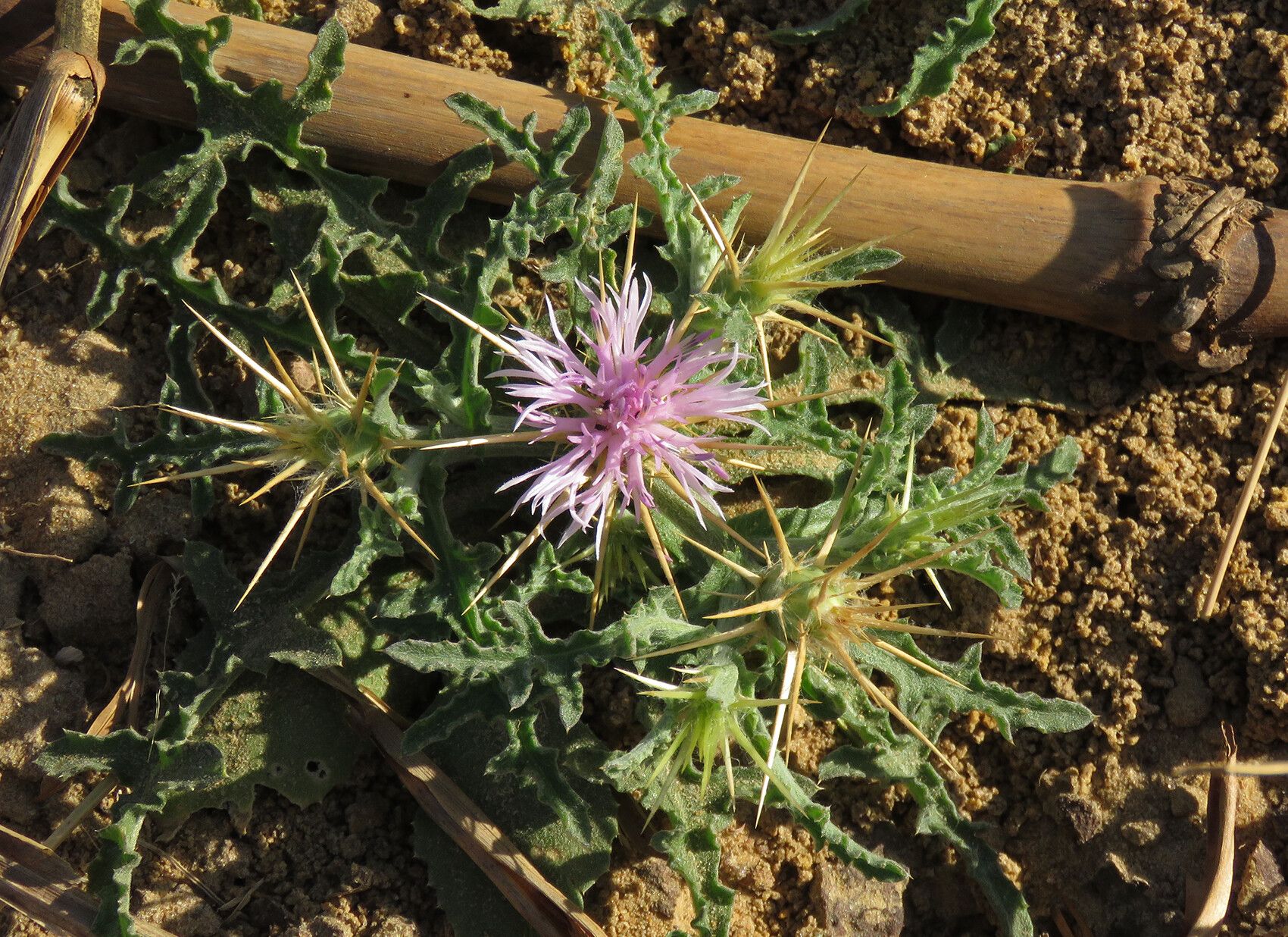 Centaurea senegalensis — houseplant care guide