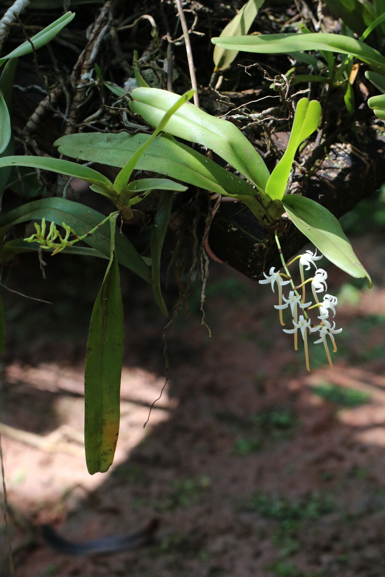 Cyrtorchis ringens — houseplant care guide