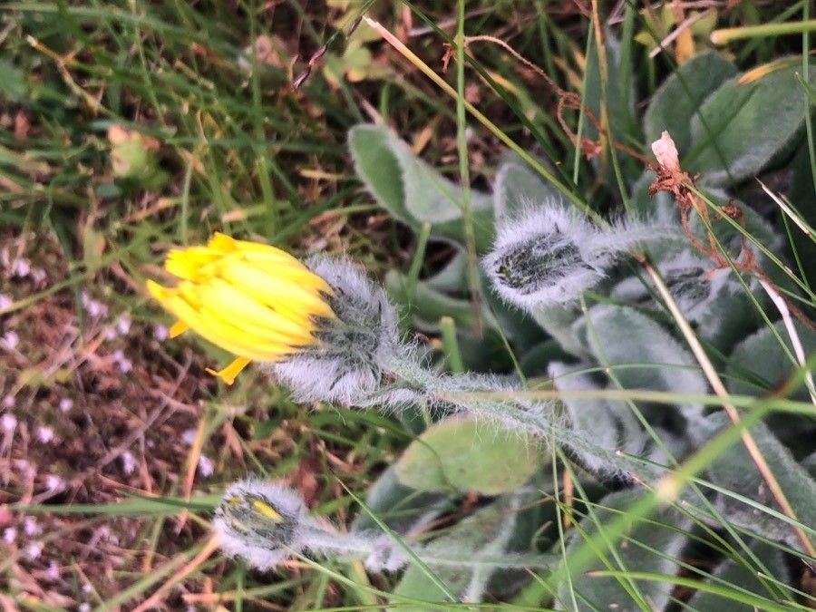 Hieracium villosum flower