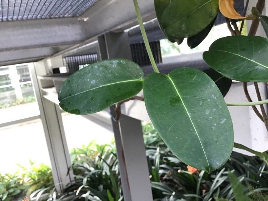 Stephanotis floribunda leaf