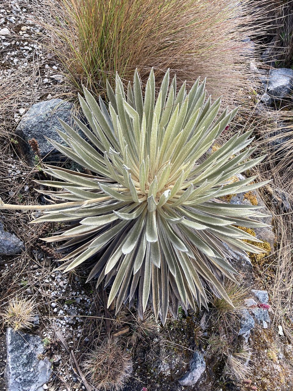 Espeletia colombiana habit
