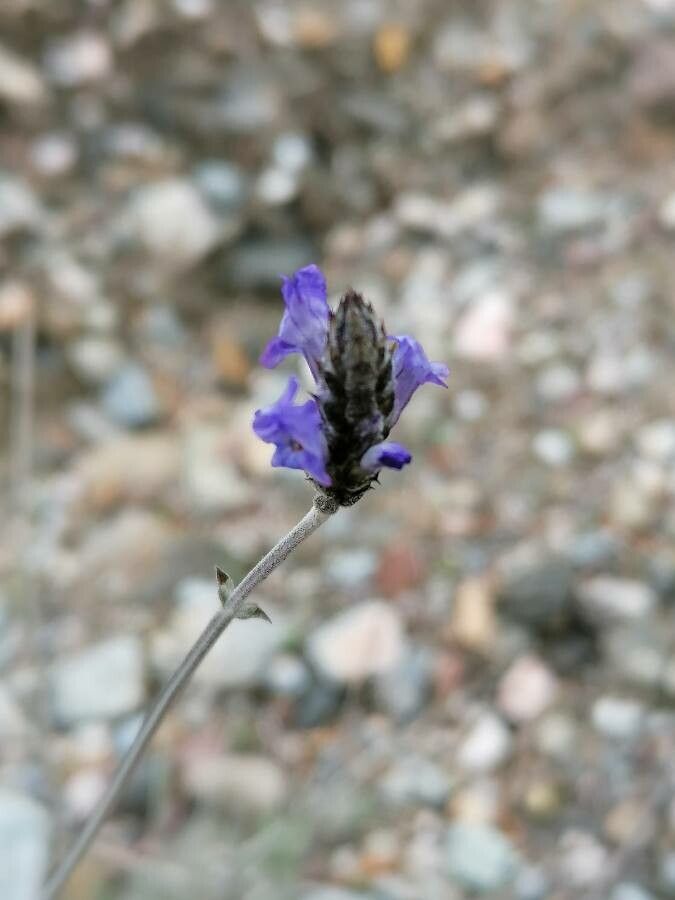 Lavandula multifida flower