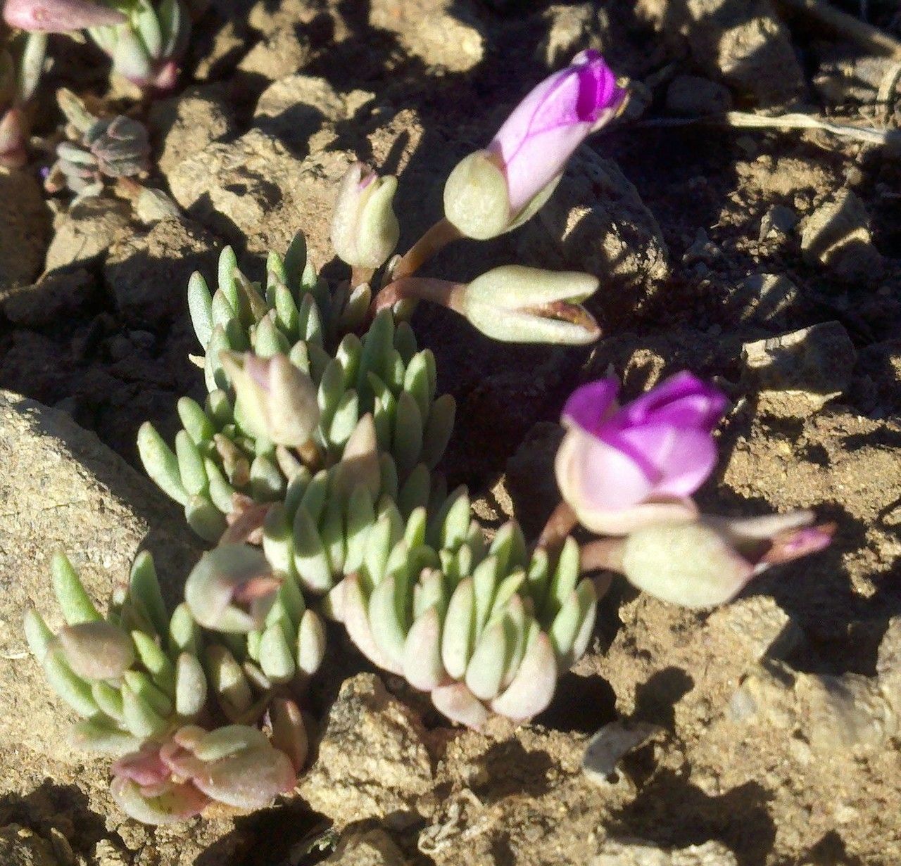 Phemeranthus brevicaulis habit