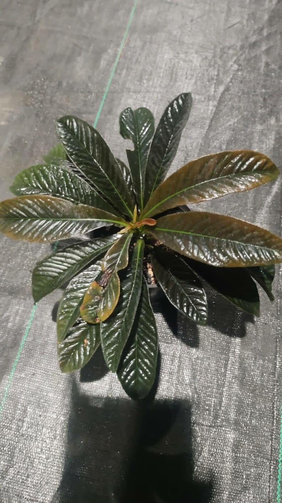 Ardisia affinis leaf