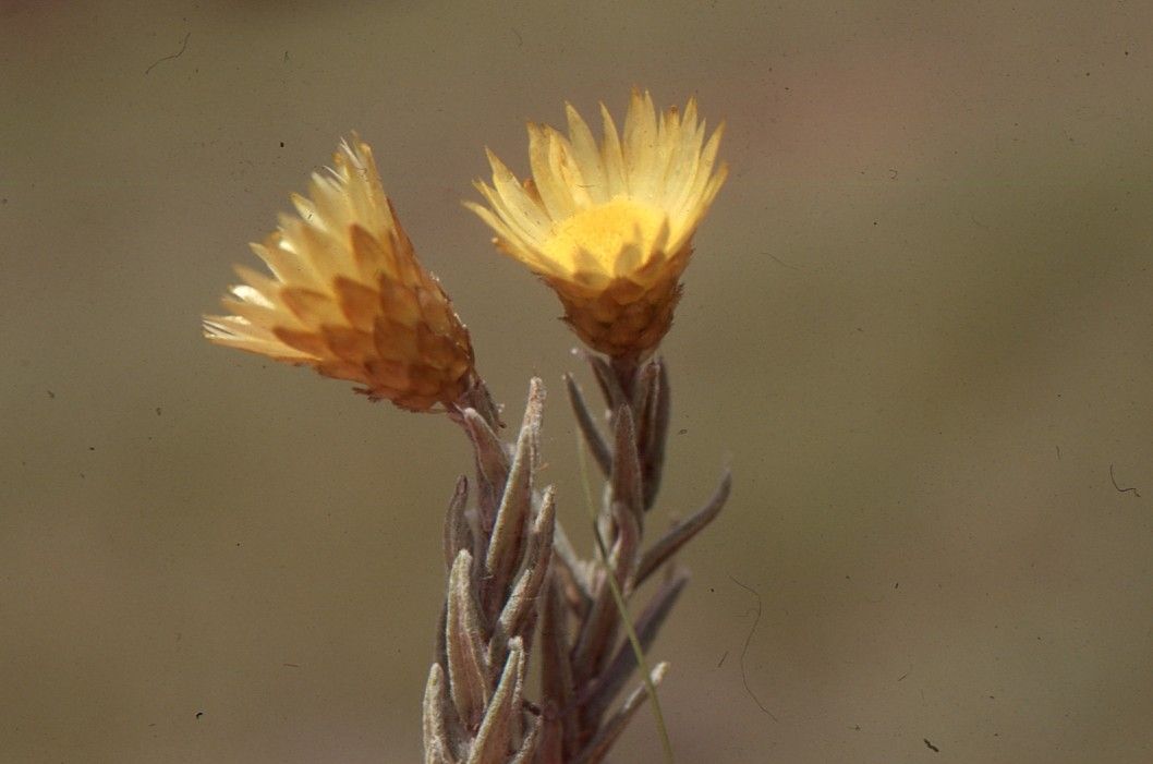 Helichrysum aureum flower