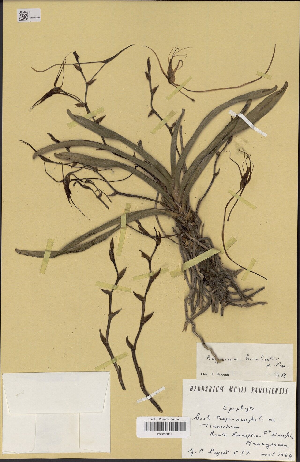 Angraecum humbertii other