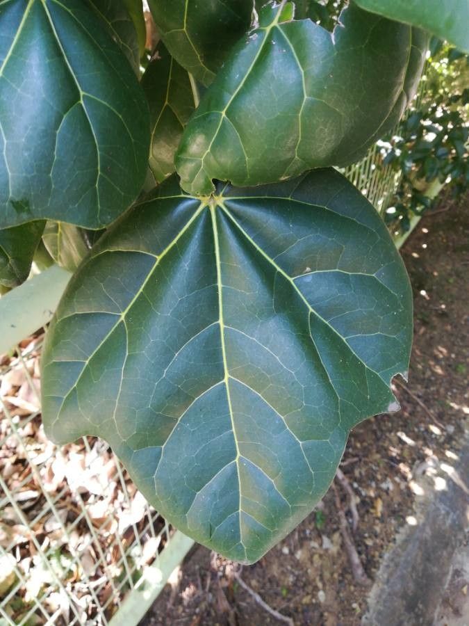 Acropogon bullatus leaf