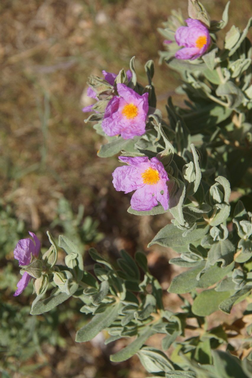 Cistus albidus flower
