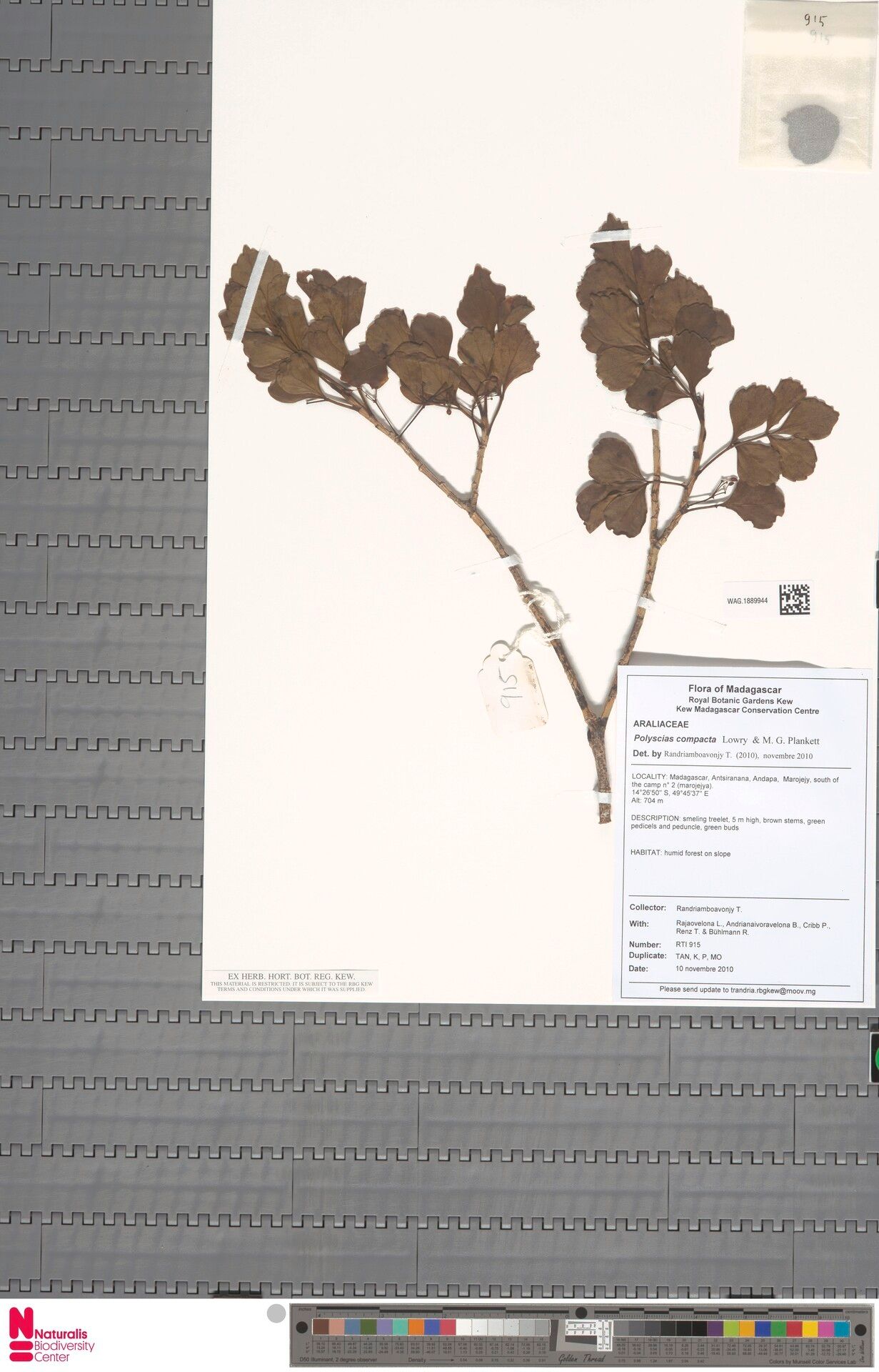 Polyscias compacta — search result for 'Polyscias'