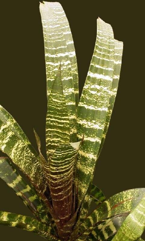 Guzmania lindenii — search result for 'Guzmania'