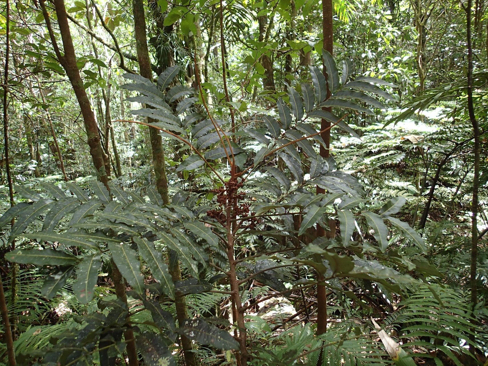 Podonephelium gongrocarpum habit