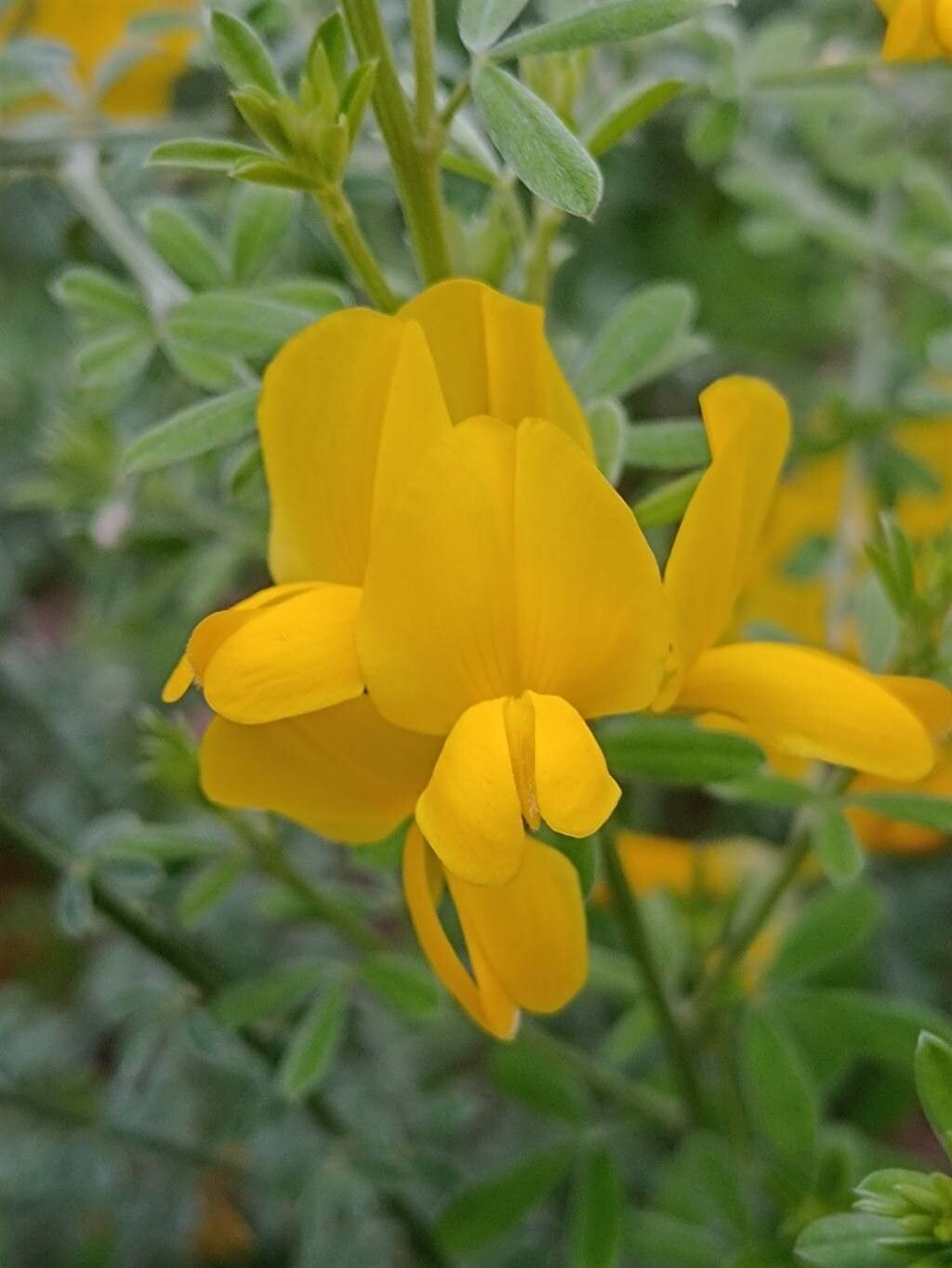Cytisus osyrioides flower