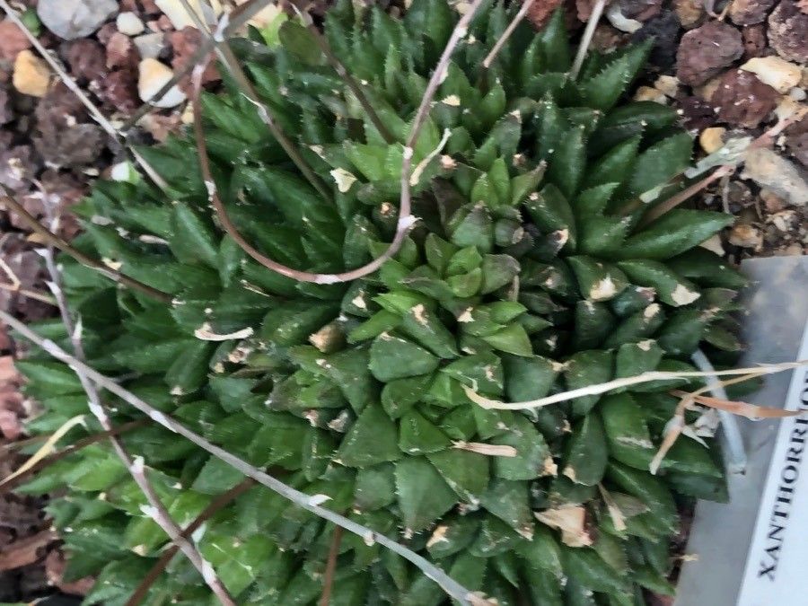 Haworthia reticulata leaf
