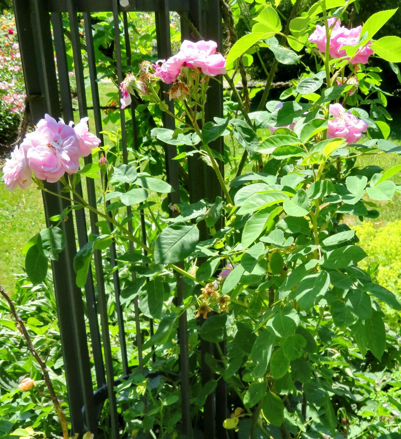 Rosa × kordesii habit