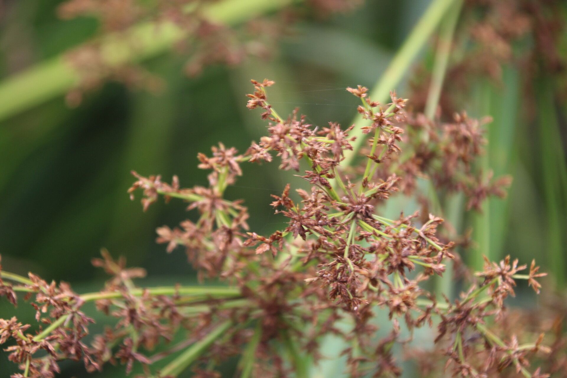 Cyperus ajax flower