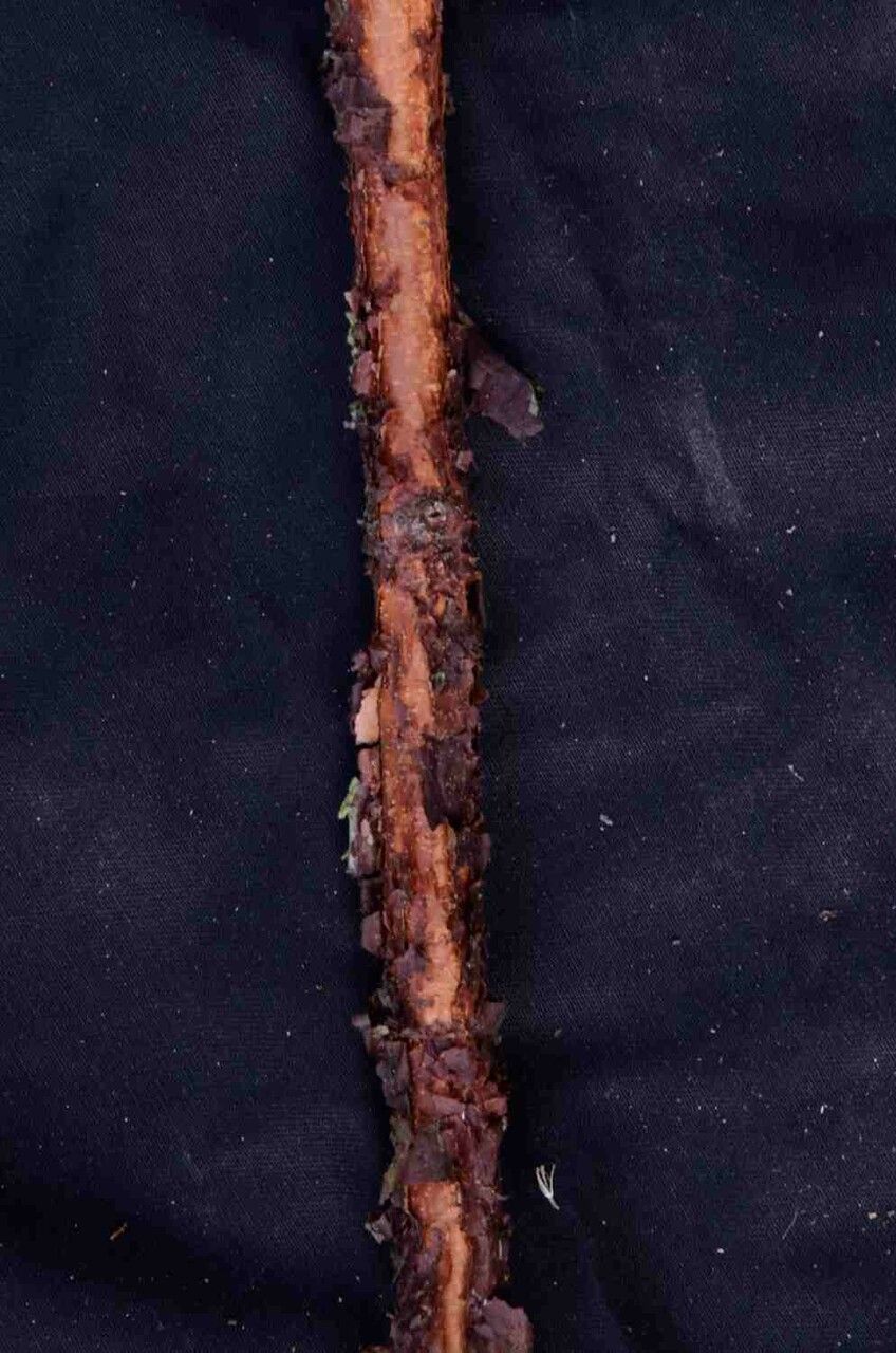 Xylopia brasiliensis bark
