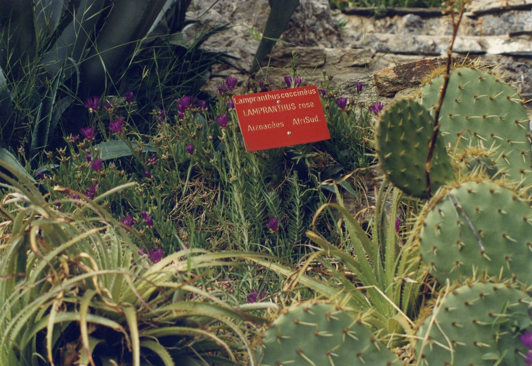 Lampranthus coccineus — related species from the same genus