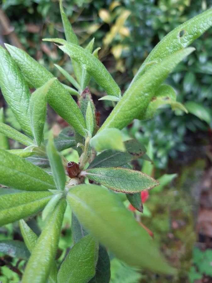 Rhododendron spinuliferum — houseplant care guide