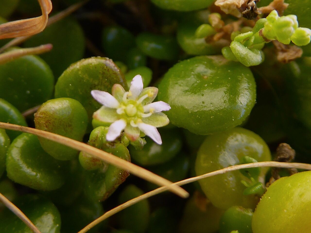 Polycarpon polycarpoides flower