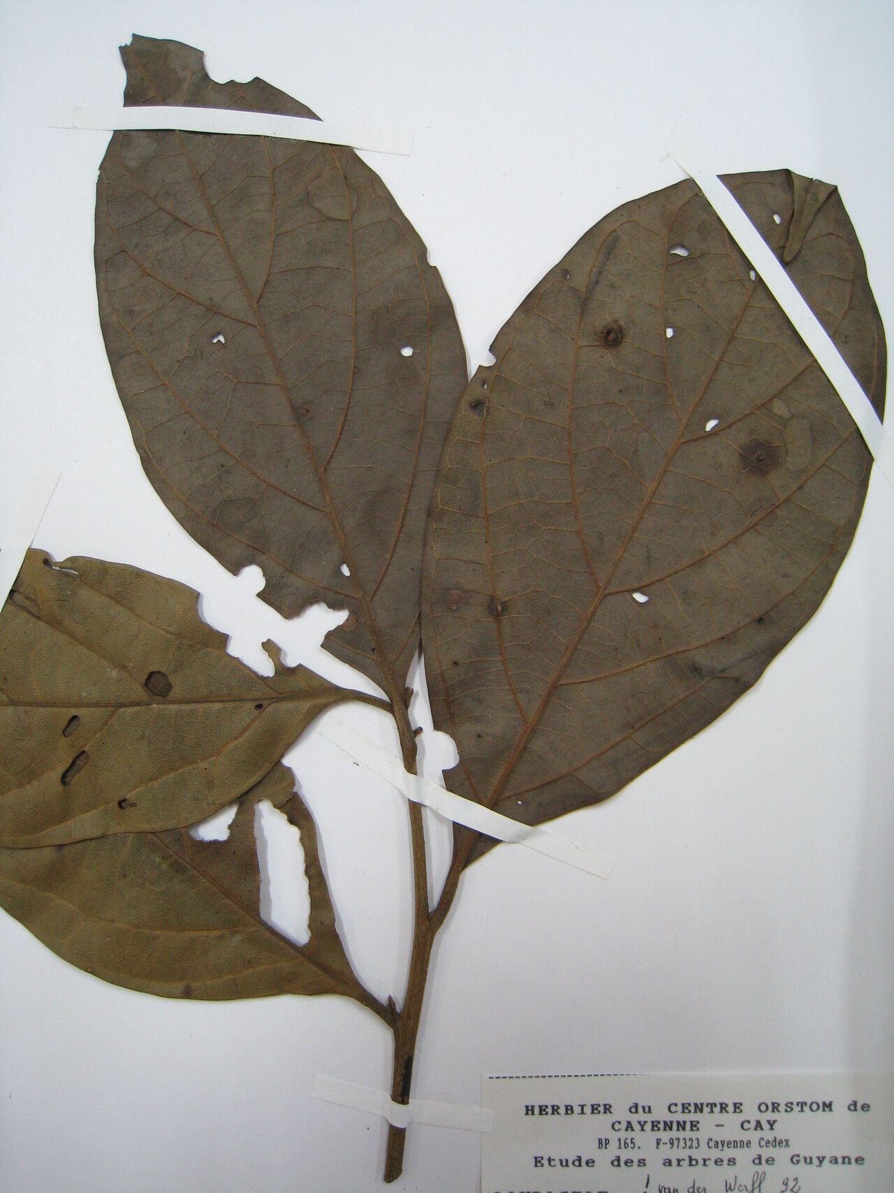 Ocotea amazonica other