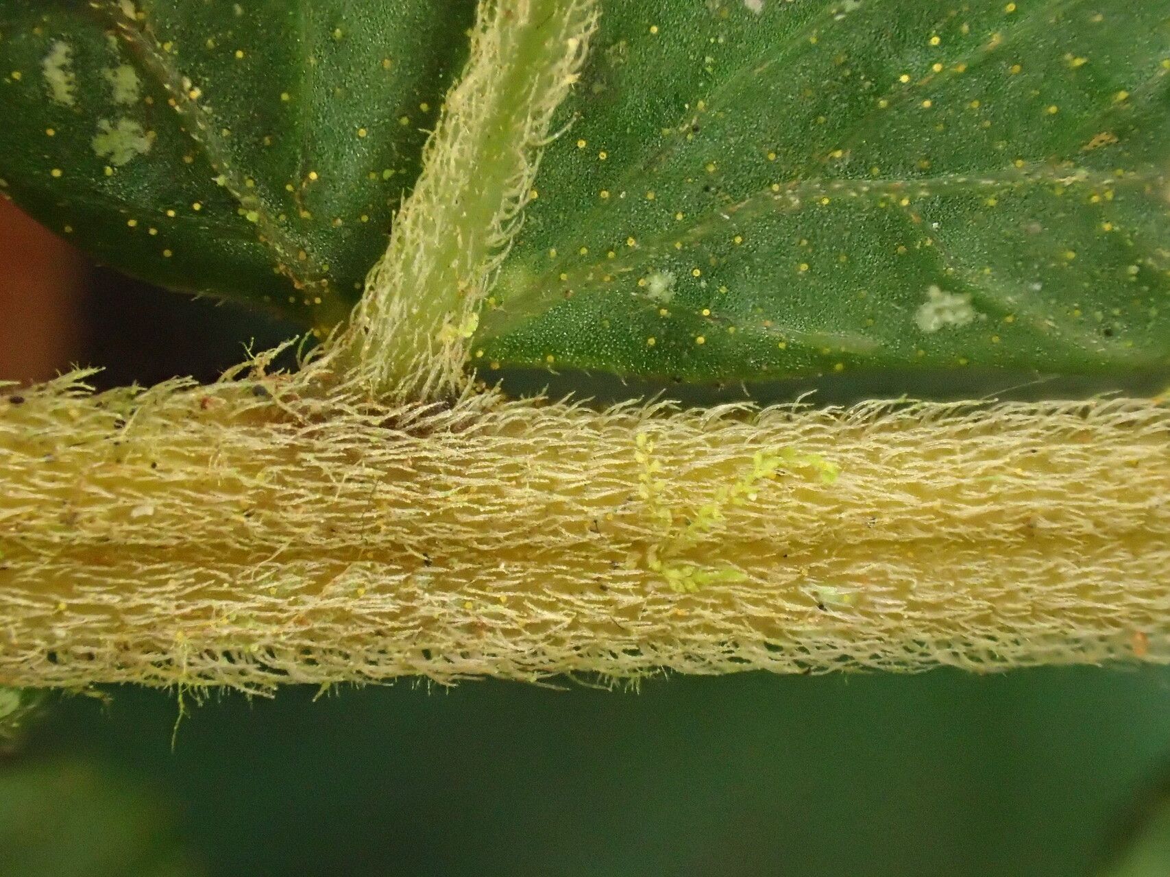 Thelypteris arbuscula other