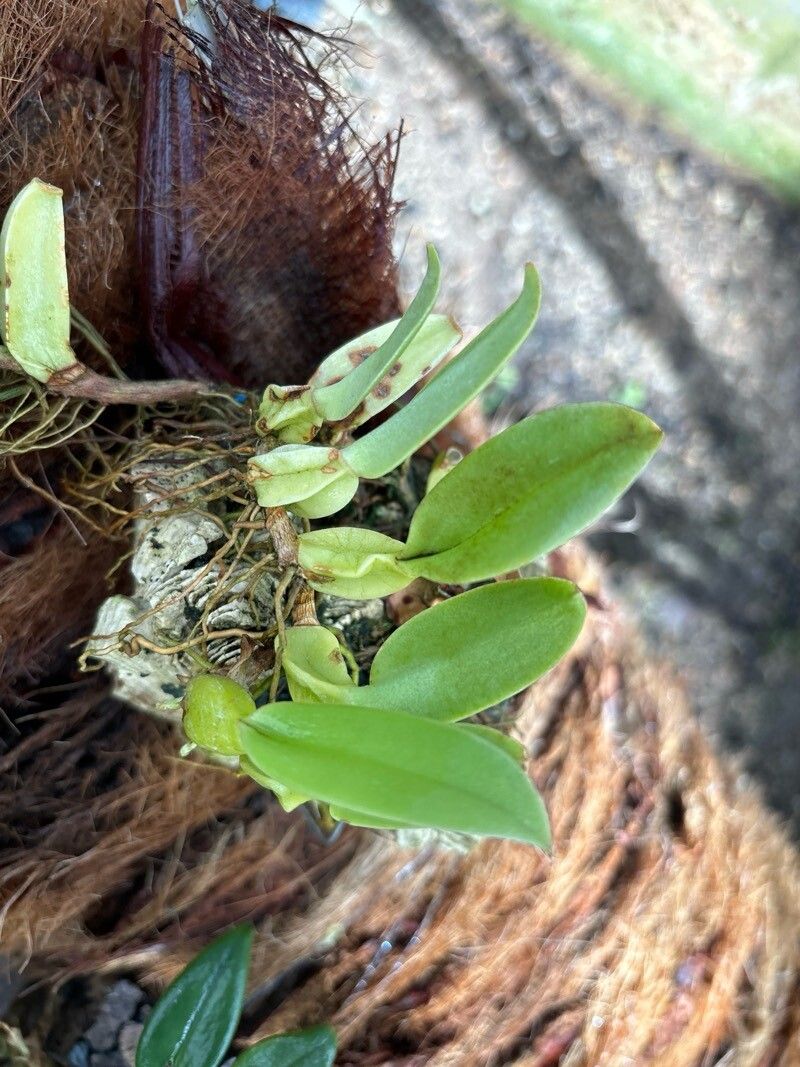 Bulbophyllum weddellii — houseplant care guide