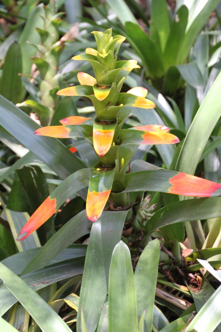 Vriesea heliconioides flower